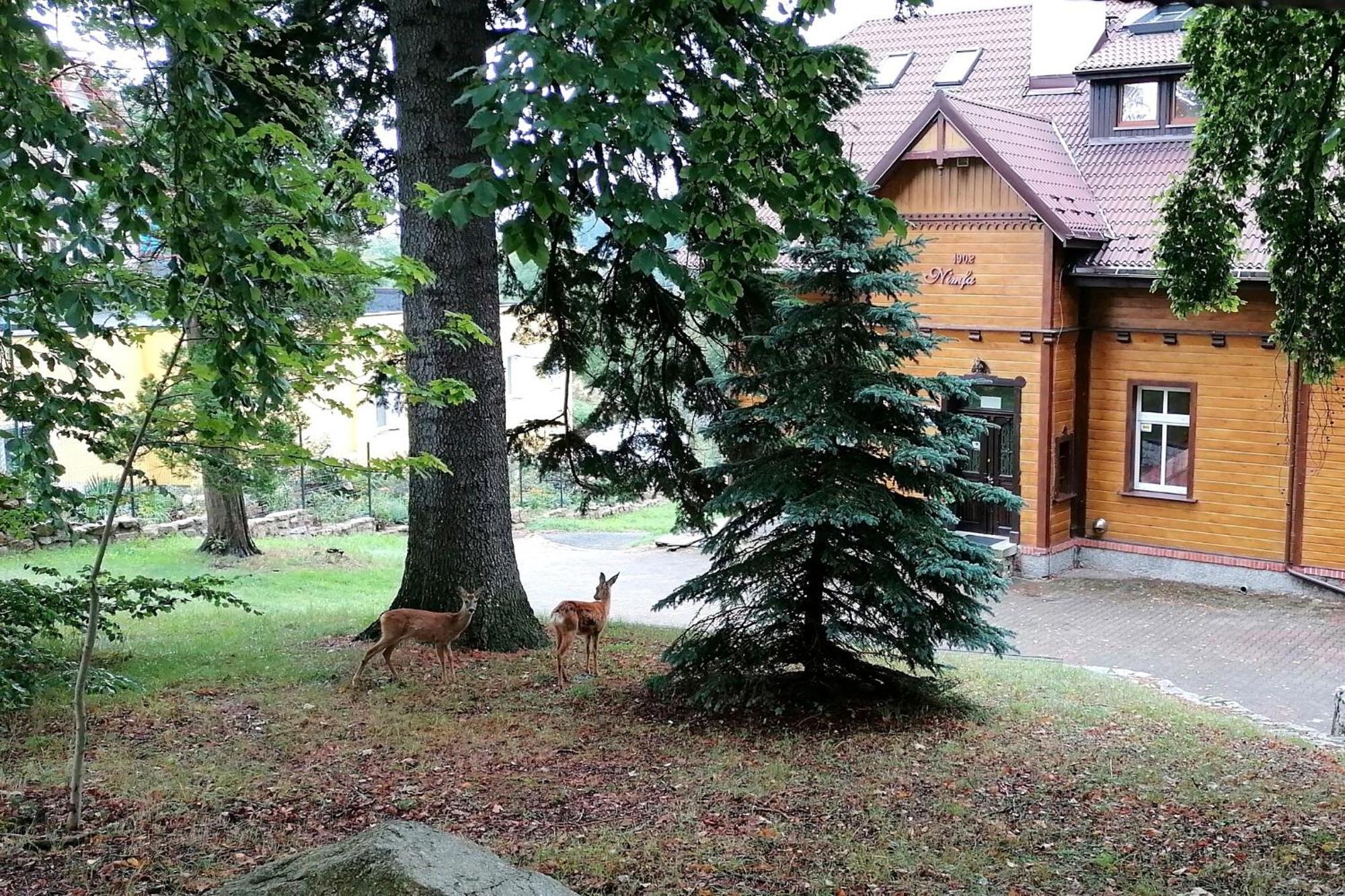 Willa Nimfa Apartamenty W Centrum Szklarska Poręba Exterior foto